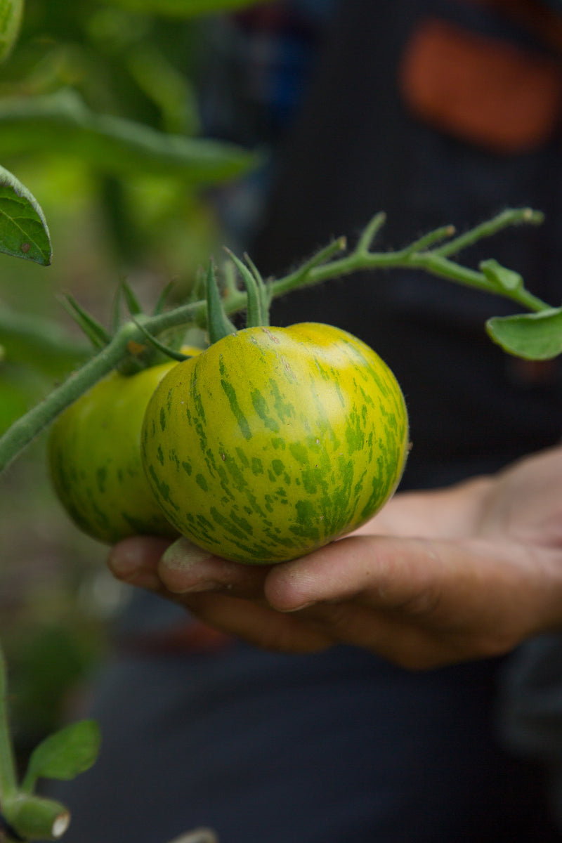 JARA organic tomatillos grown at regenerative farms in The Netherlands
